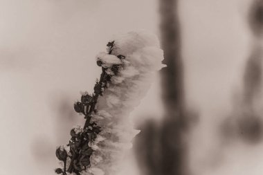 Kışın karla kaplı çam dalları