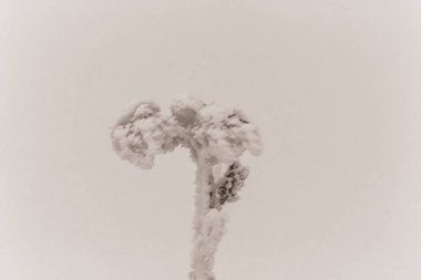 Ağaç dallarında kar