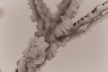 Karda ağaç dalları