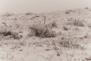 Kışın karla kaplı çimenler