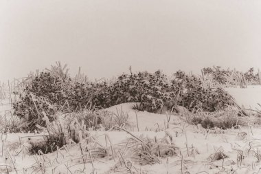 Karla kaplı köknar ağaçları ile kış manzarası.