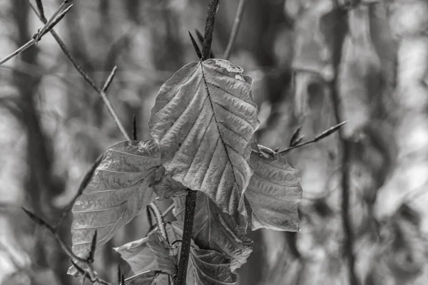 Ağacın üzerinde kuru yaprak