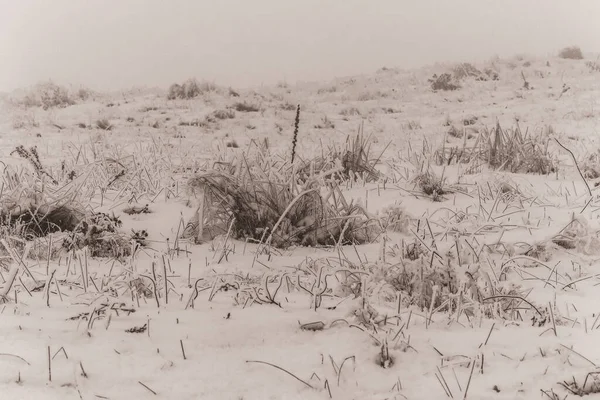 Kışın karla kaplı çimenler