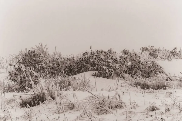 Karla kaplı köknar ağaçları ile kış manzarası.