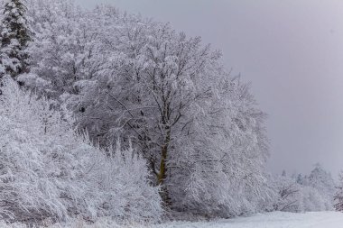 Ağaçlı güzel kış manzarası