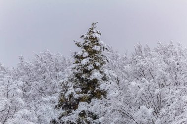 Doğanın güzel manzarası