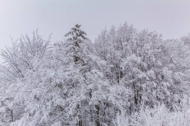karla kaplı ağaçlar ve orman