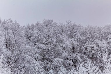 ağaçlarda kar kış