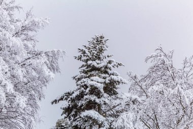 Kış karlı ormanlar, karla kaplı ağaçlar