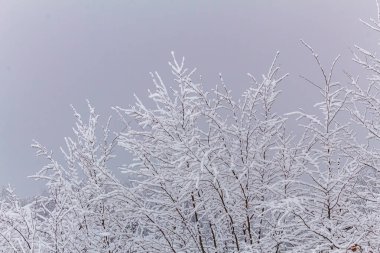 Kış mevsiminde ağaçların dalları