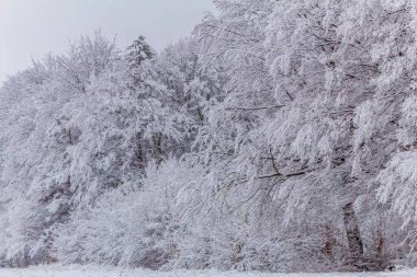 Karlı bir ormanın kışın karla kaplı dikey görüntüsü.