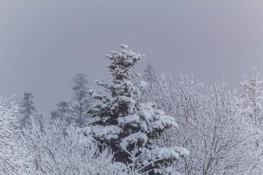 Güzel kış manzarası. Doğa