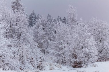 Bir sürü ağaçla kaplı kış manzarası