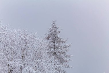 Karlı güzel kış manzarası