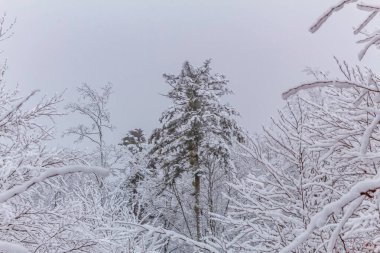 Kırsal kesimde kış karları kaplıydı.