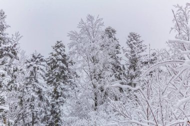 Kış ormanlarında beyaz kabarık dalları olan kar ağaçları