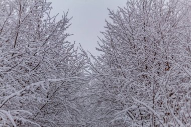 Ormanda karla kaplı ağaç dalları