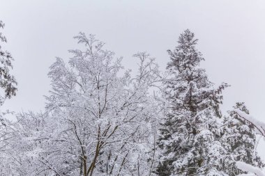 Kış ormanında karla kaplı ağaçlar