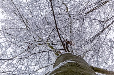 Karla kaplı ağaçlarla kaplı kış ormanı