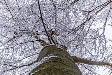 kar kış ormandaki ağaç dalları kaplı