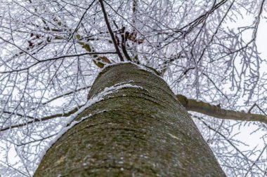 Kışın karla kaplı ağaç gövdesi
