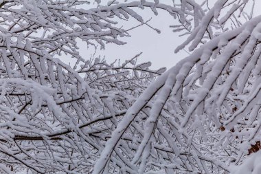 Kışın ağaç dalları