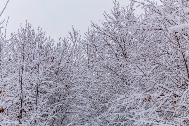 Kış manzarası. Ormanda kar ve ağaçlar