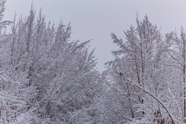 Karla kaplı ağaçlarla kaplı kış manzarası