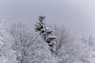 Karla kaplı ağaçlarla kaplı güzel kış manzarası