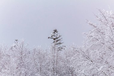 Karlı kış manzara orman.