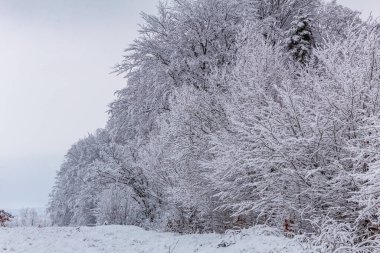 Kış karla kaplı ağaçlar