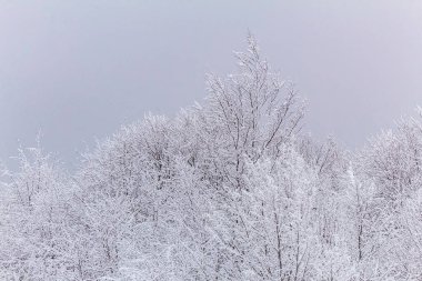 Kış orman karla kaplı