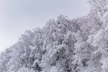 Kış boyunca ormandaki ağaçlar karla kaplandı