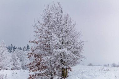 Karlı güzel kış manzarası