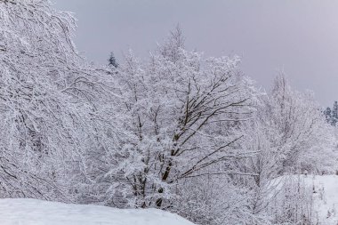 Karla kaplı ağaçlarla kaplı güzel kış manzarası
