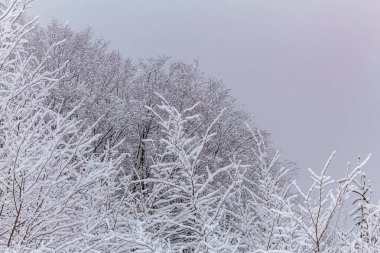Karla kaplı ağaçlarla kaplı güzel kış manzarası