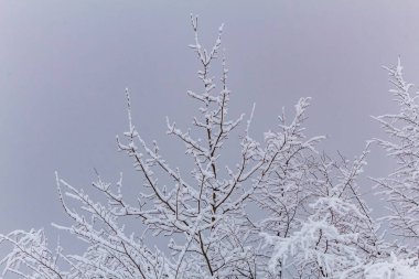 Karla kaplı ağaçlarla kaplı güzel kış manzarası