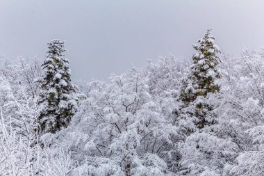 Kış karı köknar ağaçlarını kapladı. Noel manzarası.