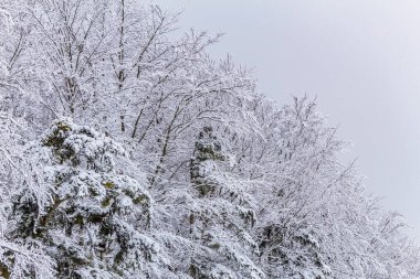 Kış manzarası karla kaplı ağaçlar