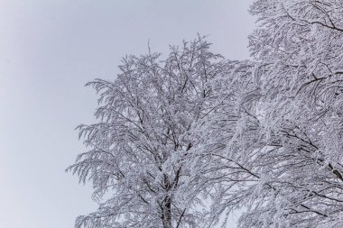 Karla kaplı ağaçlar