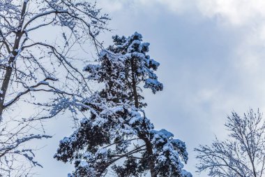 Kış orman karla kaplı.