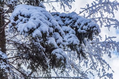 Arkasında ağaçlar ve kar olan güzel karlı orman manzarası