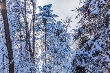 Güzel kış ormanı karla kaplı ağaçlar ve diğer noel ağaçları