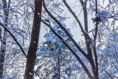 Kış karla kaplı ağaç dalı