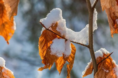 Sonbahar yaprakları ağaçların dallarında