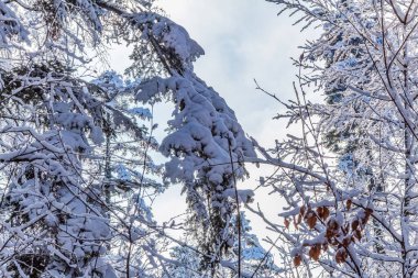 Kış Ormanında Karla Kaplanmış Ağaçlar