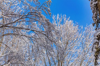 Peyzaj, Orman, Karpatlar, Doğa Fotoğrafları - Avrupa, Doğu Avrupa
