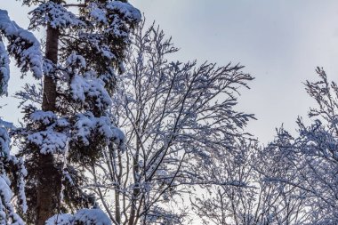 Karlı kış ormanı köknar ağaçları ve çam ağaçları karla kaplı.