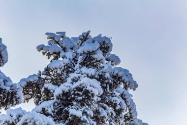 Güzel kış orman ağaçları ile.