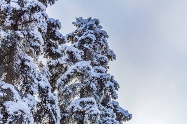 Kar - ormandaki ağaçlar, kış mevsimi. doğa ve arkaplan kavramı.